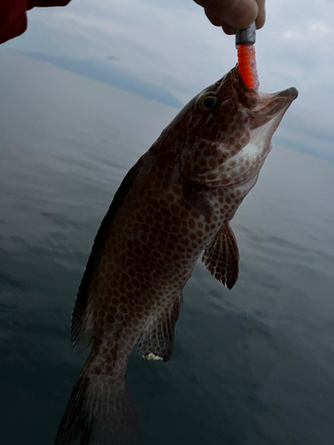 オオモンハタの釣果