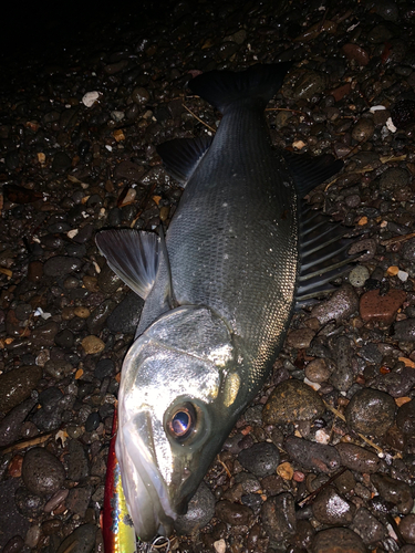 セイゴ（ヒラスズキ）の釣果