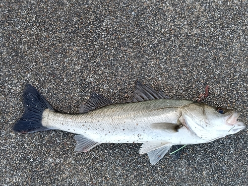 セイゴ（マルスズキ）の釣果