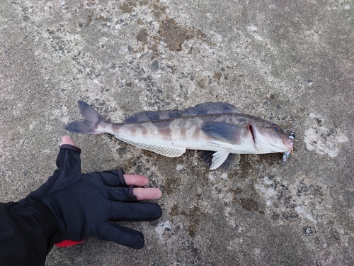 ホッケの釣果