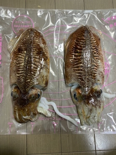 コウイカの釣果