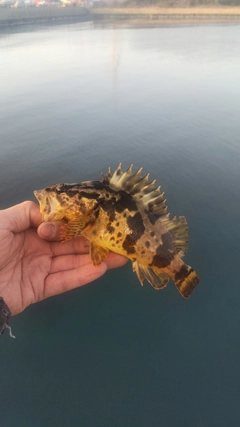 タケノコメバルの釣果