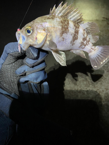 シロメバルの釣果