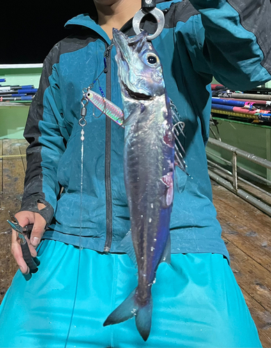 クロシビカマスの釣果