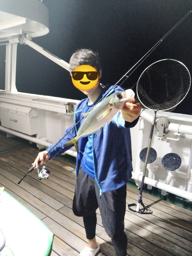 メアジの釣果