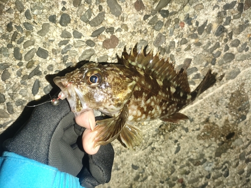 カサゴの釣果