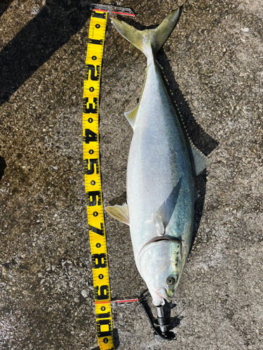 ブリの釣果