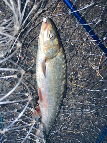 マルタウグイの釣果