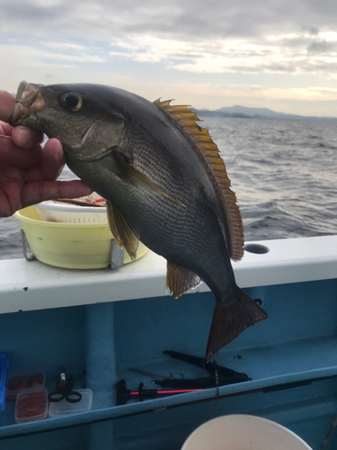 イサキの釣果