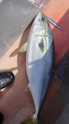 ブリの釣果