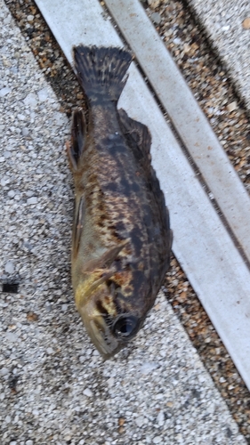 タケノコメバルの釣果