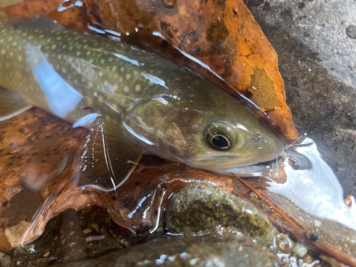 ニッコウイワナの釣果