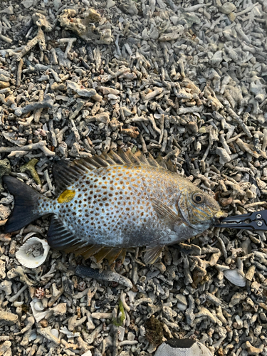 カーエーの釣果