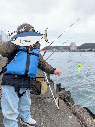 クサフグの釣果