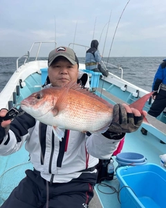 マダイの釣果