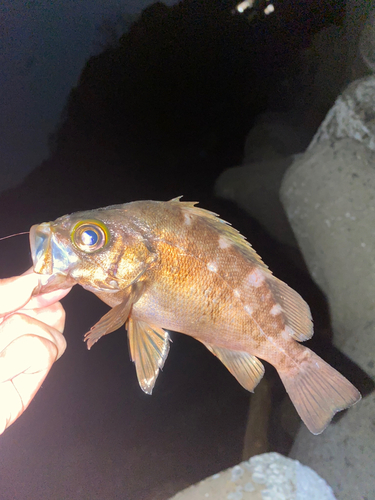 アカメバルの釣果