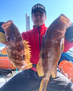 アコウの釣果