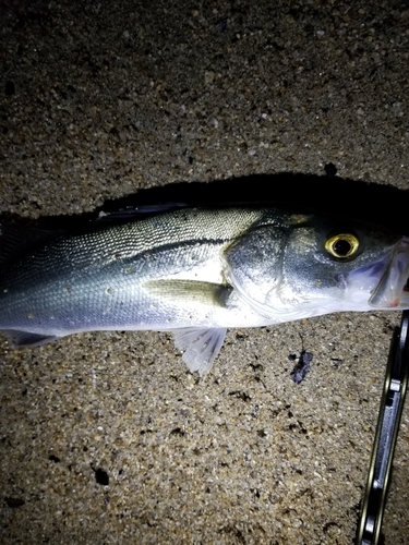 セイゴ（マルスズキ）の釣果