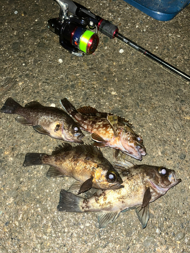 メバルの釣果