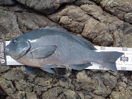 クチブトグレの釣果