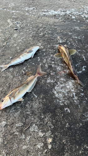 ホッケの釣果