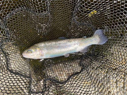 ニジマスの釣果