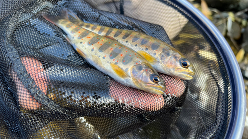 アマゴの釣果