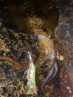 アオリイカの釣果