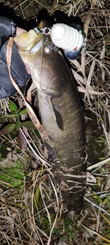 マナマズの釣果