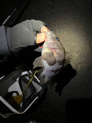 タケノコメバルの釣果