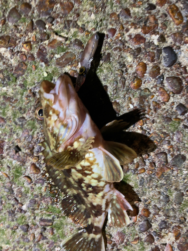 カサゴの釣果