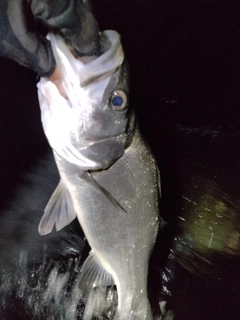 フッコ（ヒラスズキ）の釣果