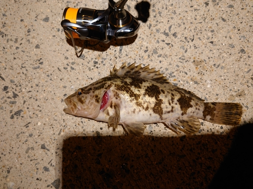 タケノコメバルの釣果