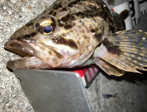 タケノコメバルの釣果