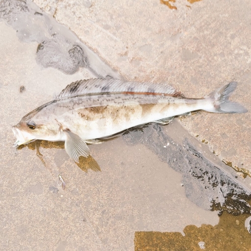 ホッケの釣果