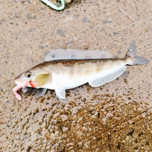 ホッケの釣果