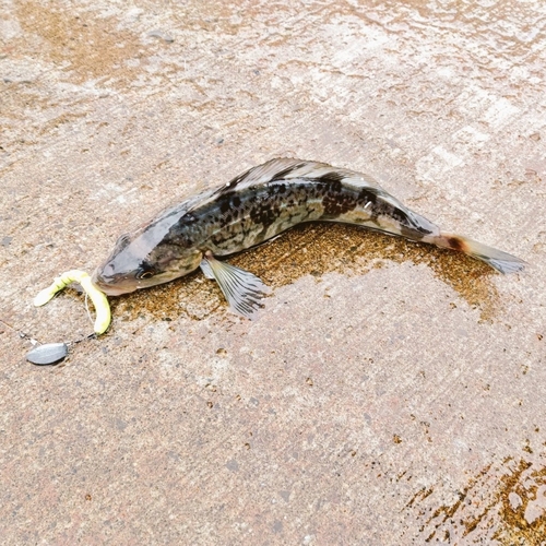 ホッケの釣果