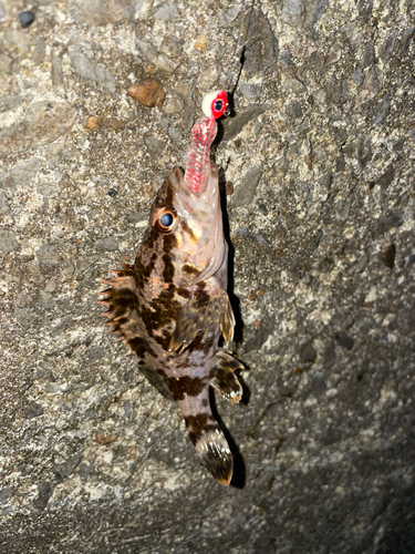 タケノコメバルの釣果