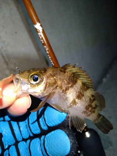 メバルの釣果