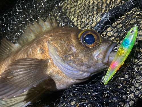 シロメバルの釣果