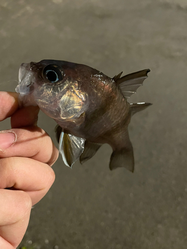 ヨコスジイシモチの釣果