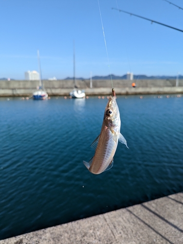 キスの釣果