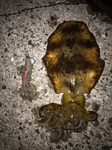 アオリイカの釣果