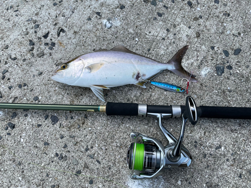 シオの釣果