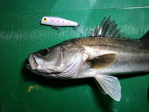 スズキの釣果