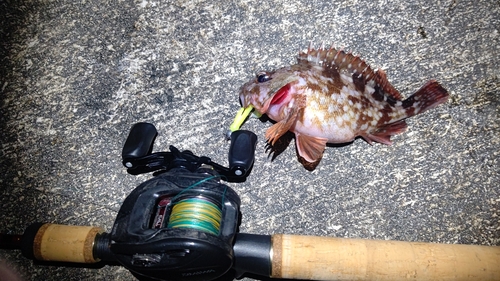 カサゴの釣果