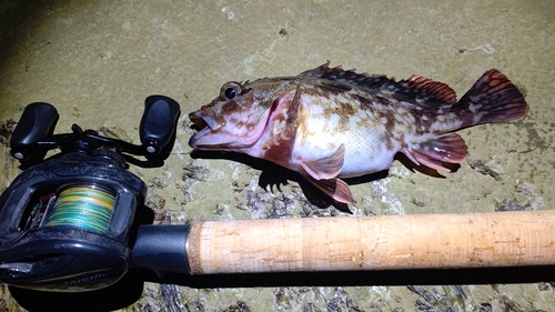 カサゴの釣果