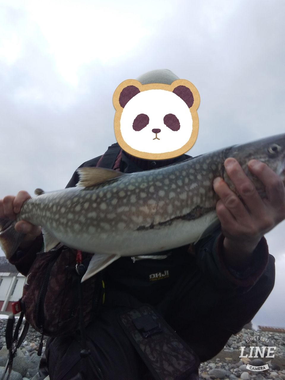 アメマス
