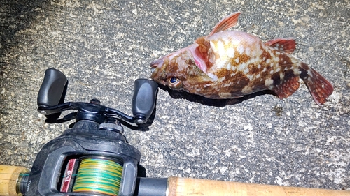 カサゴの釣果