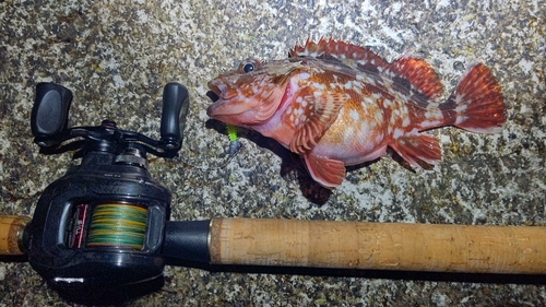 カサゴの釣果